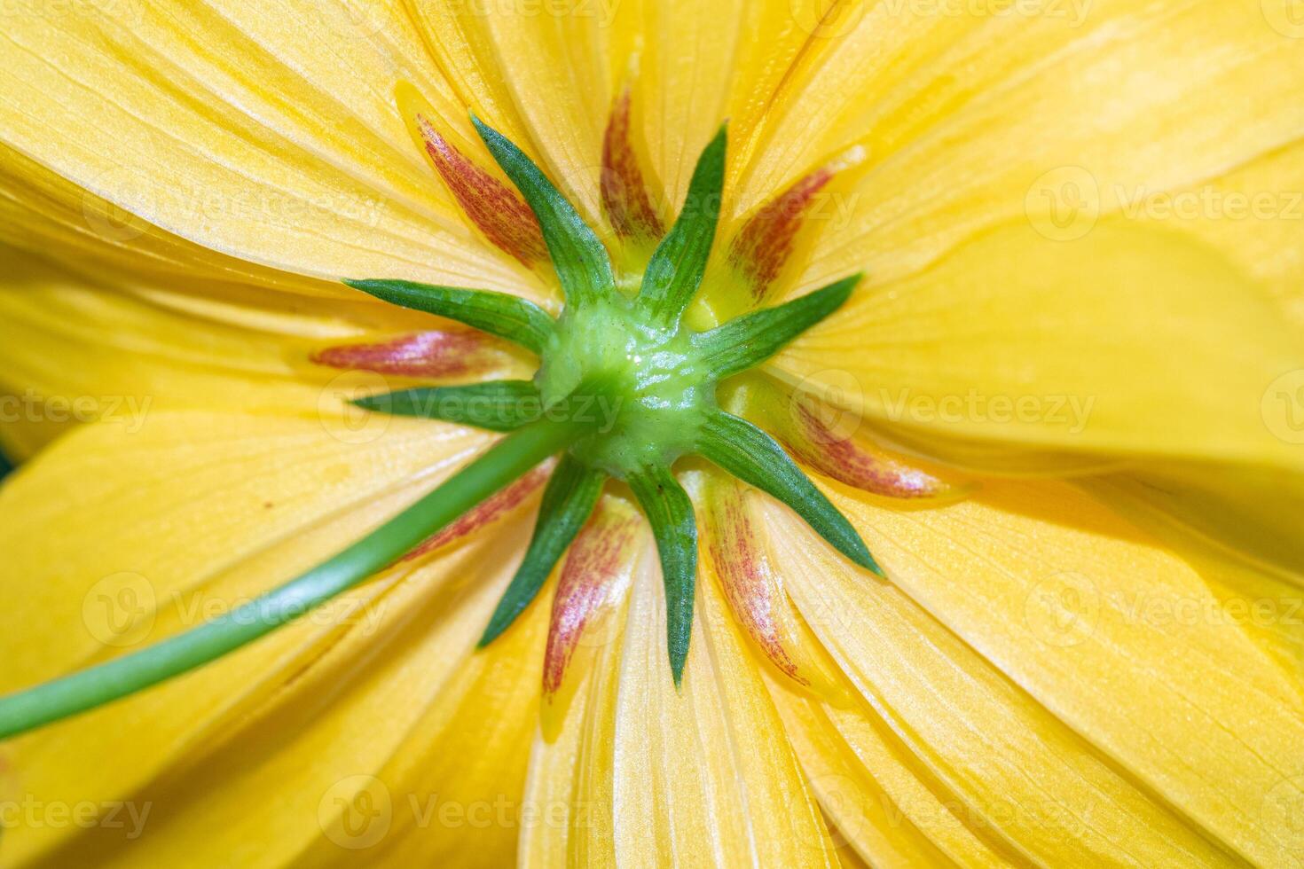 Close up of yellow flower petals and green stamens. photo