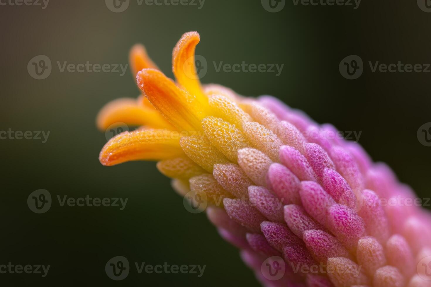 Close-up view of a vibrant flower bud showcasing intricate textures in a garden during springtime photo