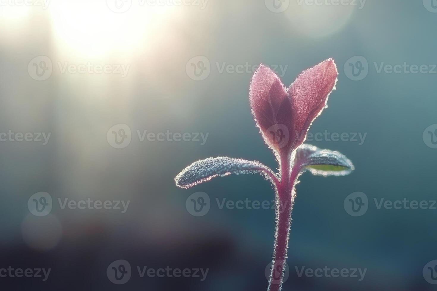 A plant with a sun shining through it photo