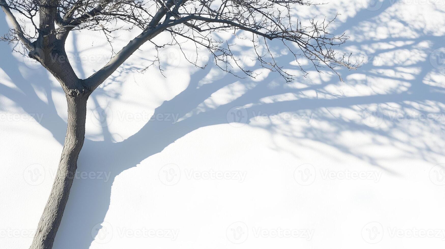 Shadow of a tree cast on a white wall background photo