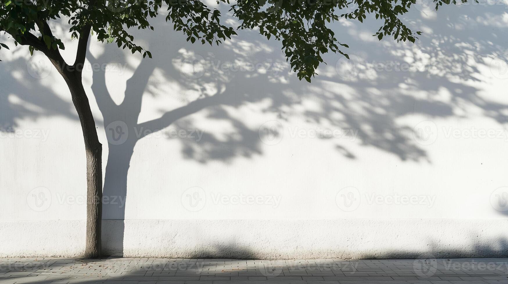 Shadow of a tree cast on a white wall photo
