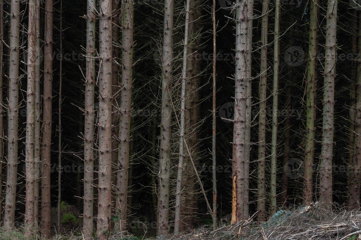 Dark close-up of tall pine trees in a densely packed forest photo