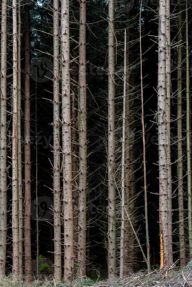 Dense pine tree forest trunks photo