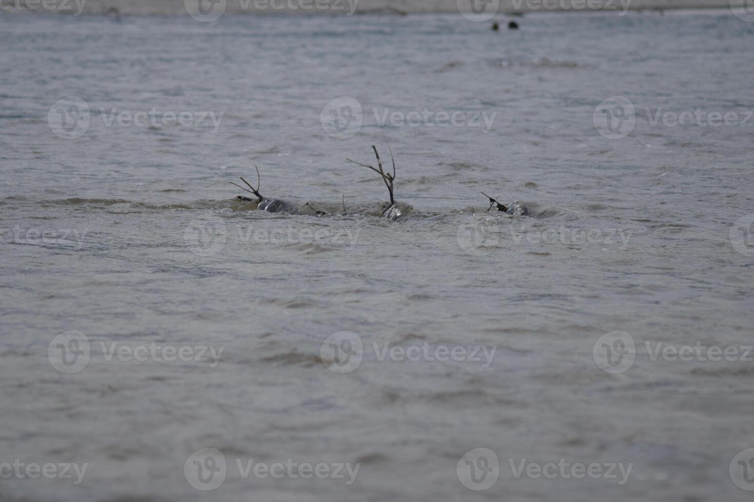 Plastic bottles and branches floating in polluted river photo