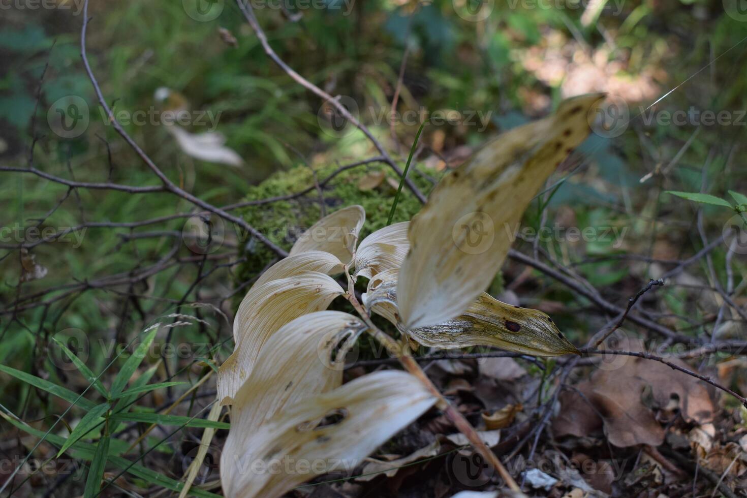 Withered polygonatum leaves lying on forest floor in autumn photo