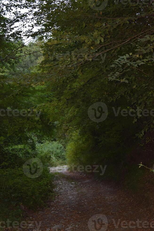 Gravel road leading into a dense forest creating a mysterious atmosphere photo