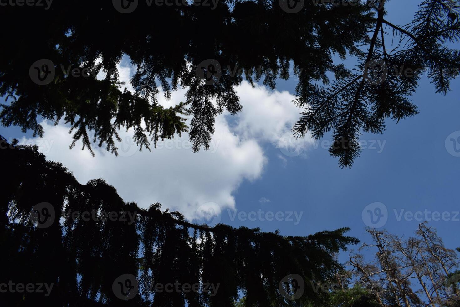 Dark silhouettes of fir branches framing a patch of blue sky and white clouds photo