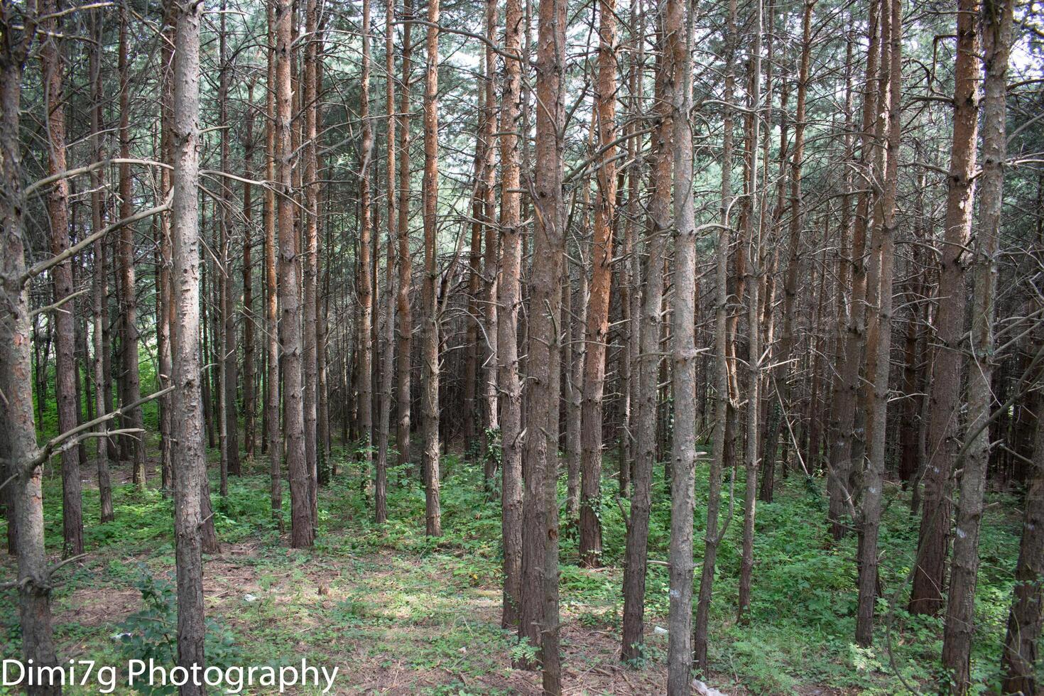 Dense pine forest growing in the wilderness photo
