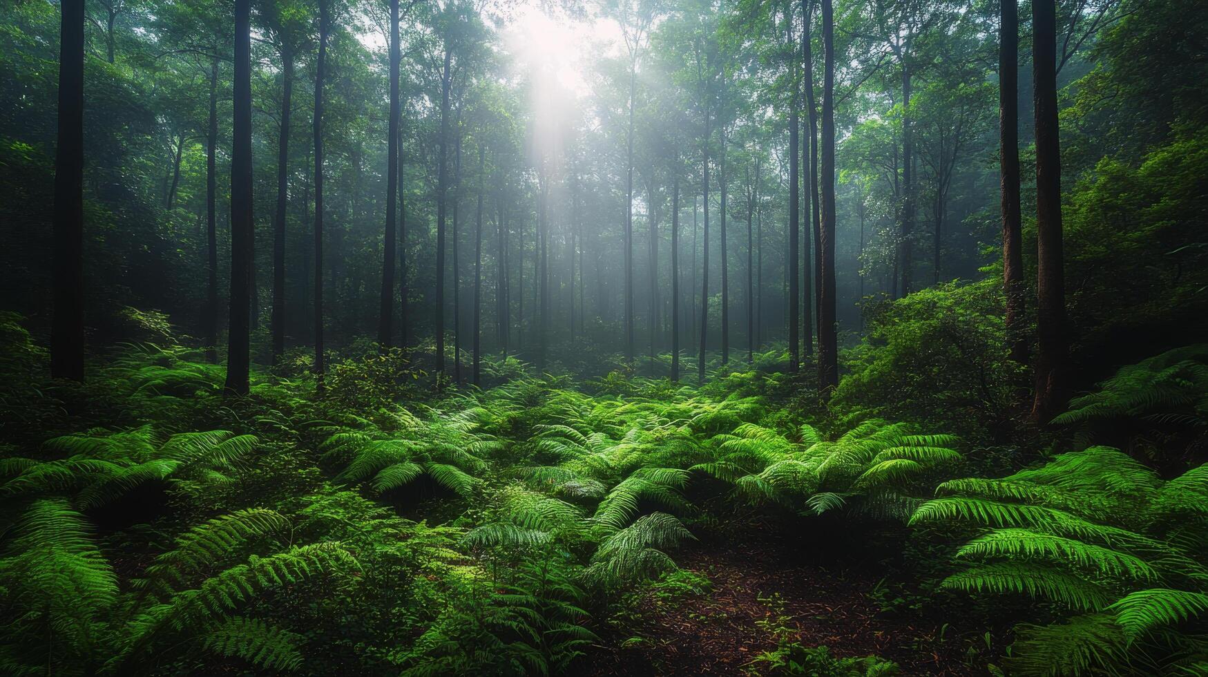 Serene forest with lush ferns illuminated by soft sunlight filtering through tall trees photo