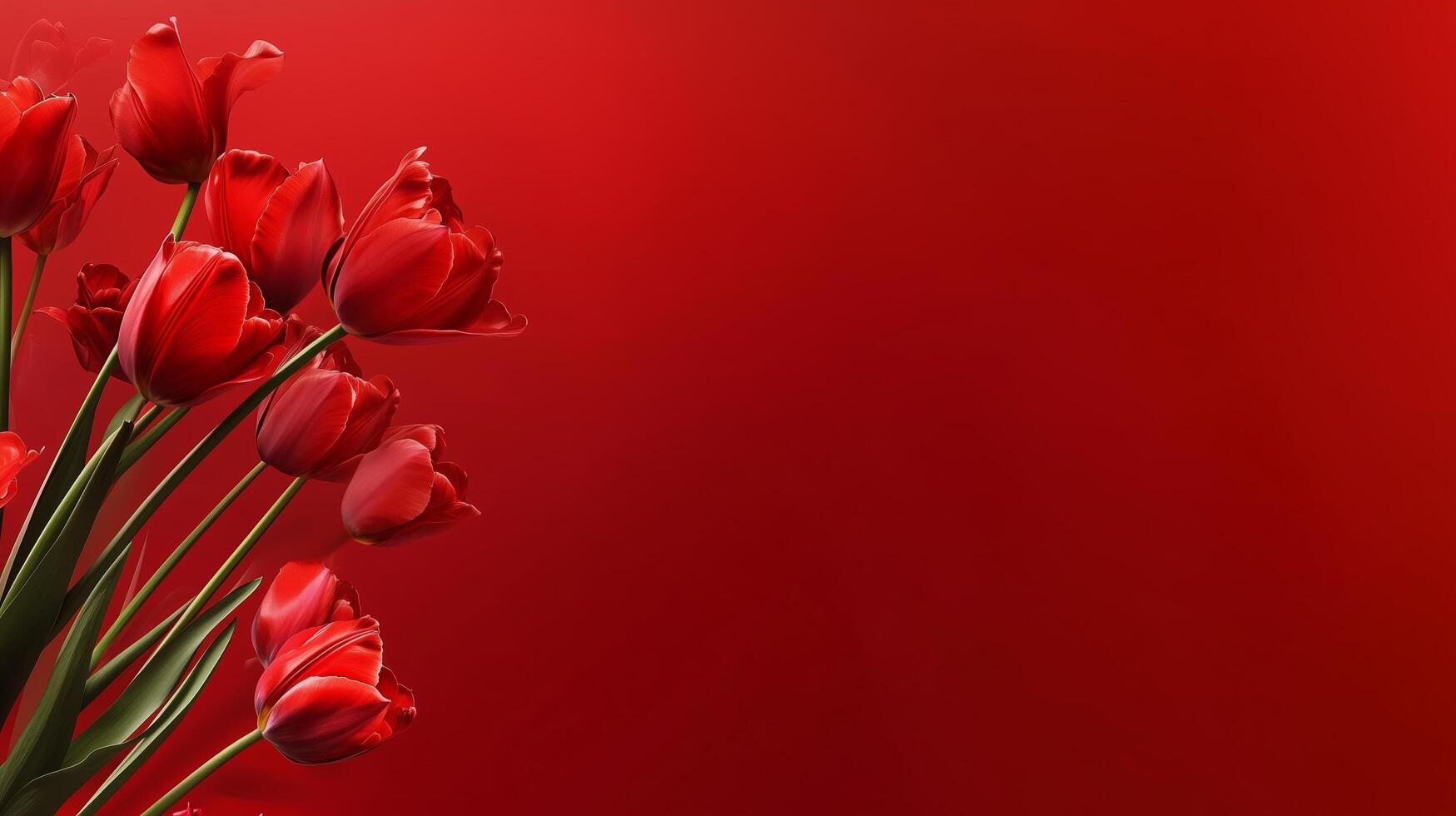 Red tulips arranged against a vibrant red background creating a bold floral display photo