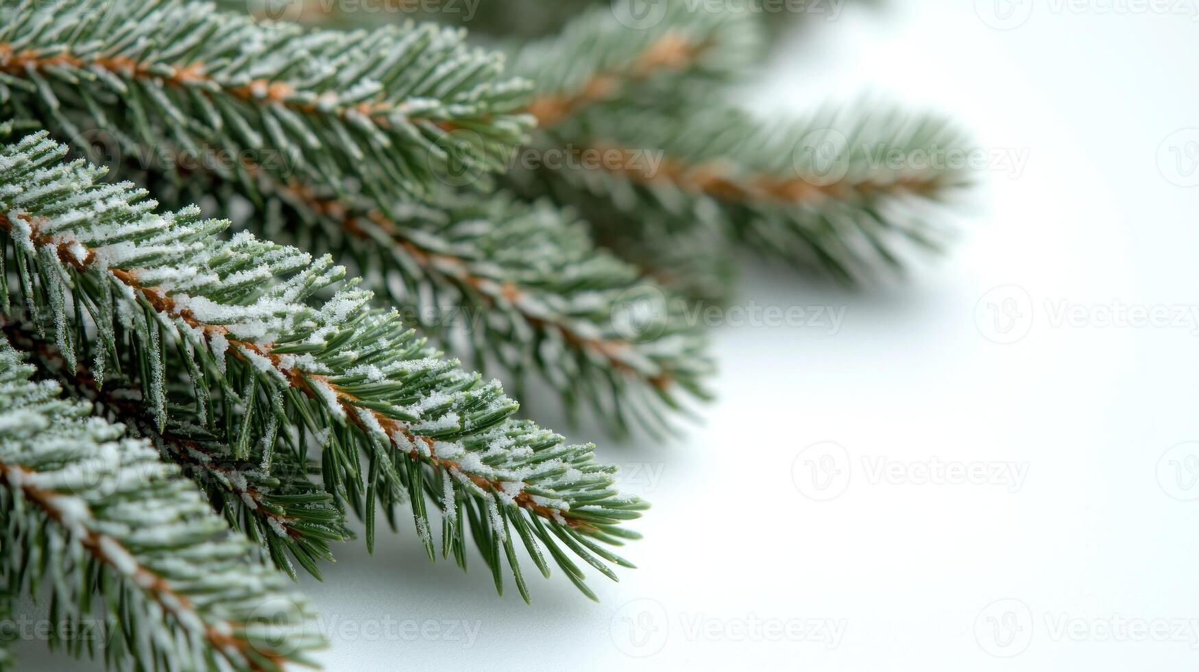Frosted pine needles shimmer softly, highlighting the beauty of winter's frozen touch photo