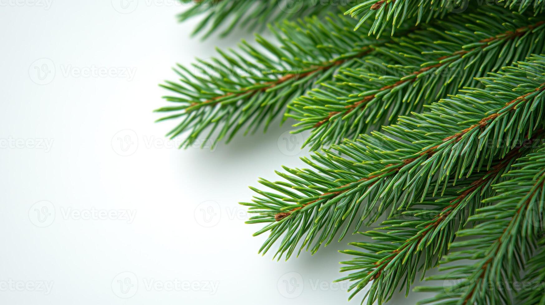 Lush pine branches display their rich green hues with a serene, minimalistic backdrop photo