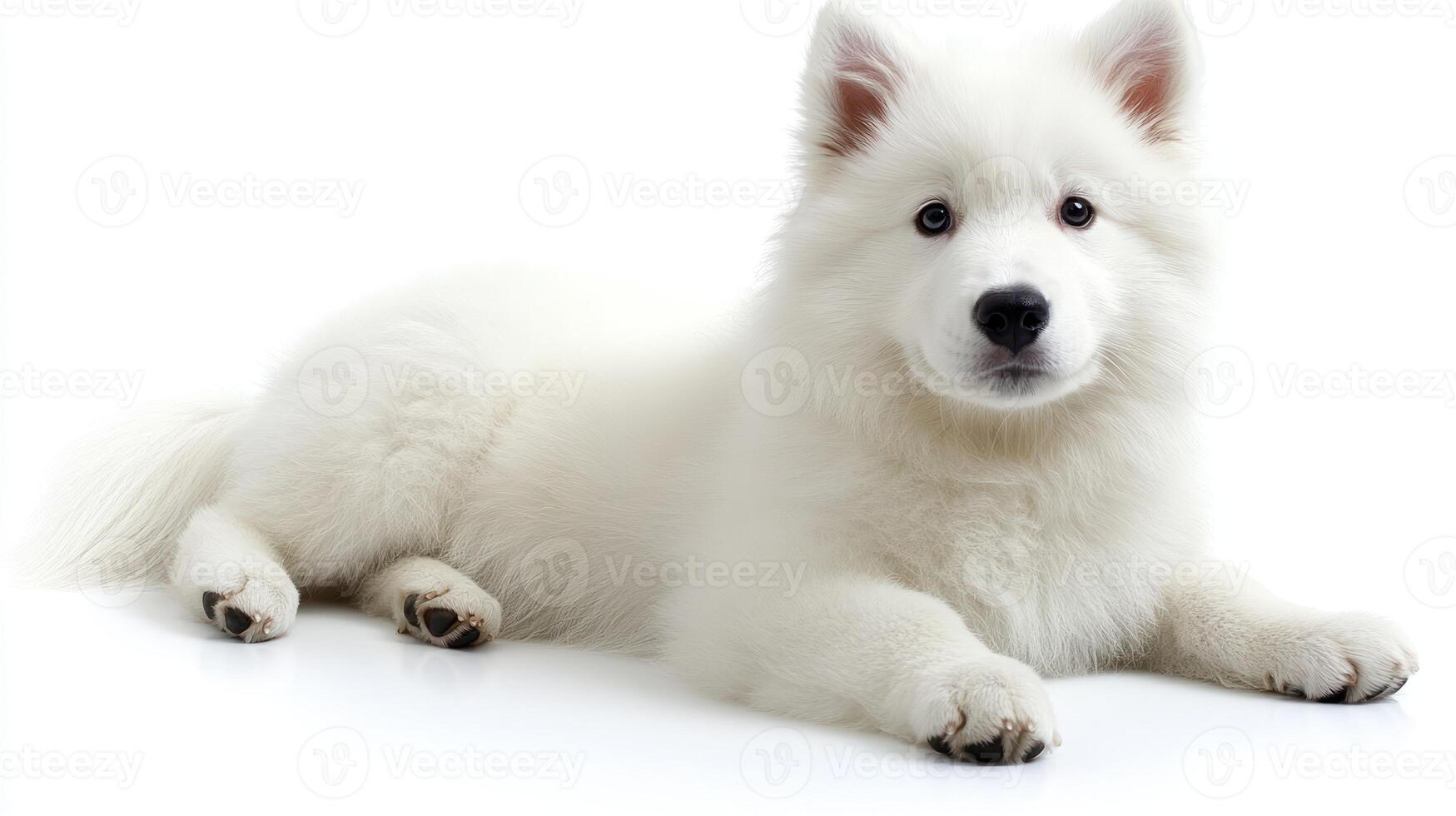 A playful Samoyed puppy relaxes with curiosity and warmth on a gentle surface photo