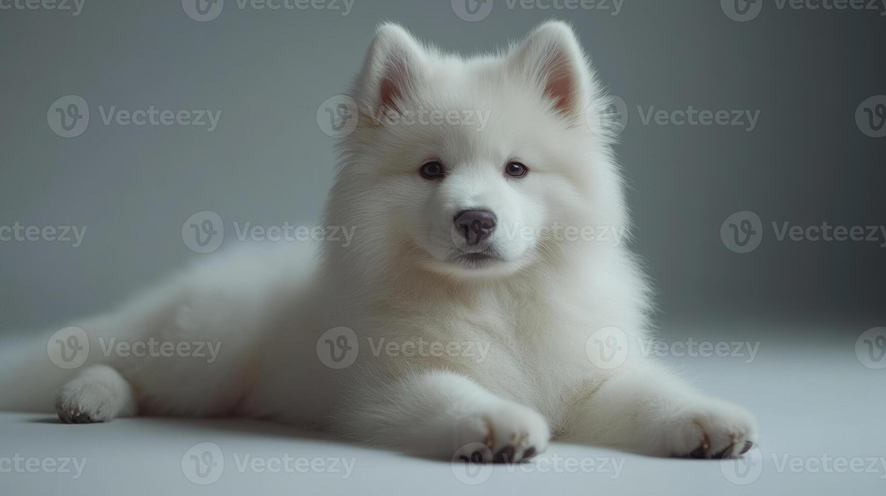 A playful Samoyed puppy relaxes peacefully on a smooth surface, radiating charm photo