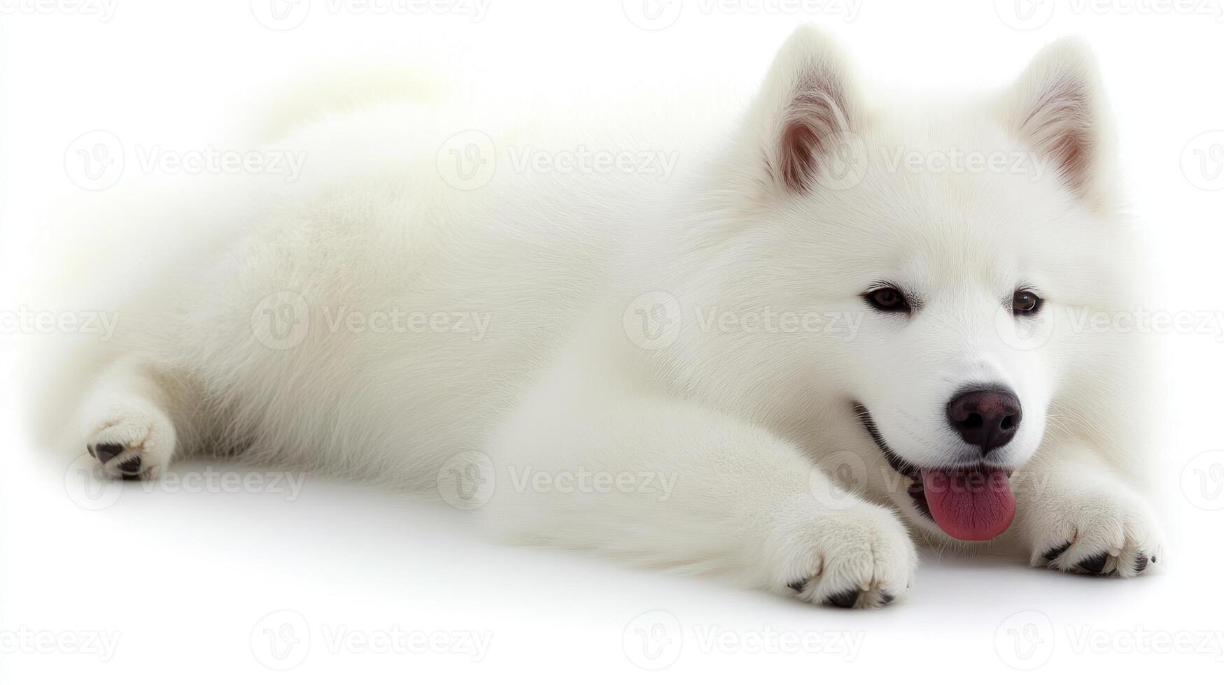 A playful white Samoyed lounges elegantly with a joyful expression, exuding tranquility photo