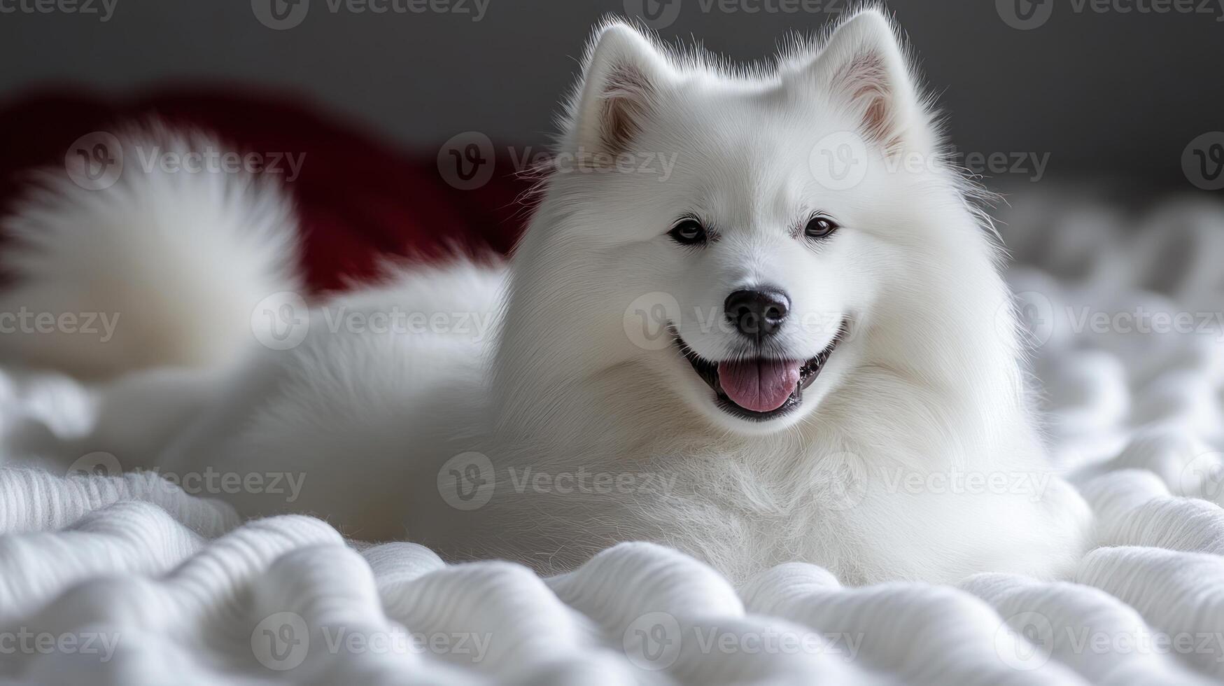 Fluffy Samoyed relaxes comfortably on a plush, textured surface, radiating joy photo
