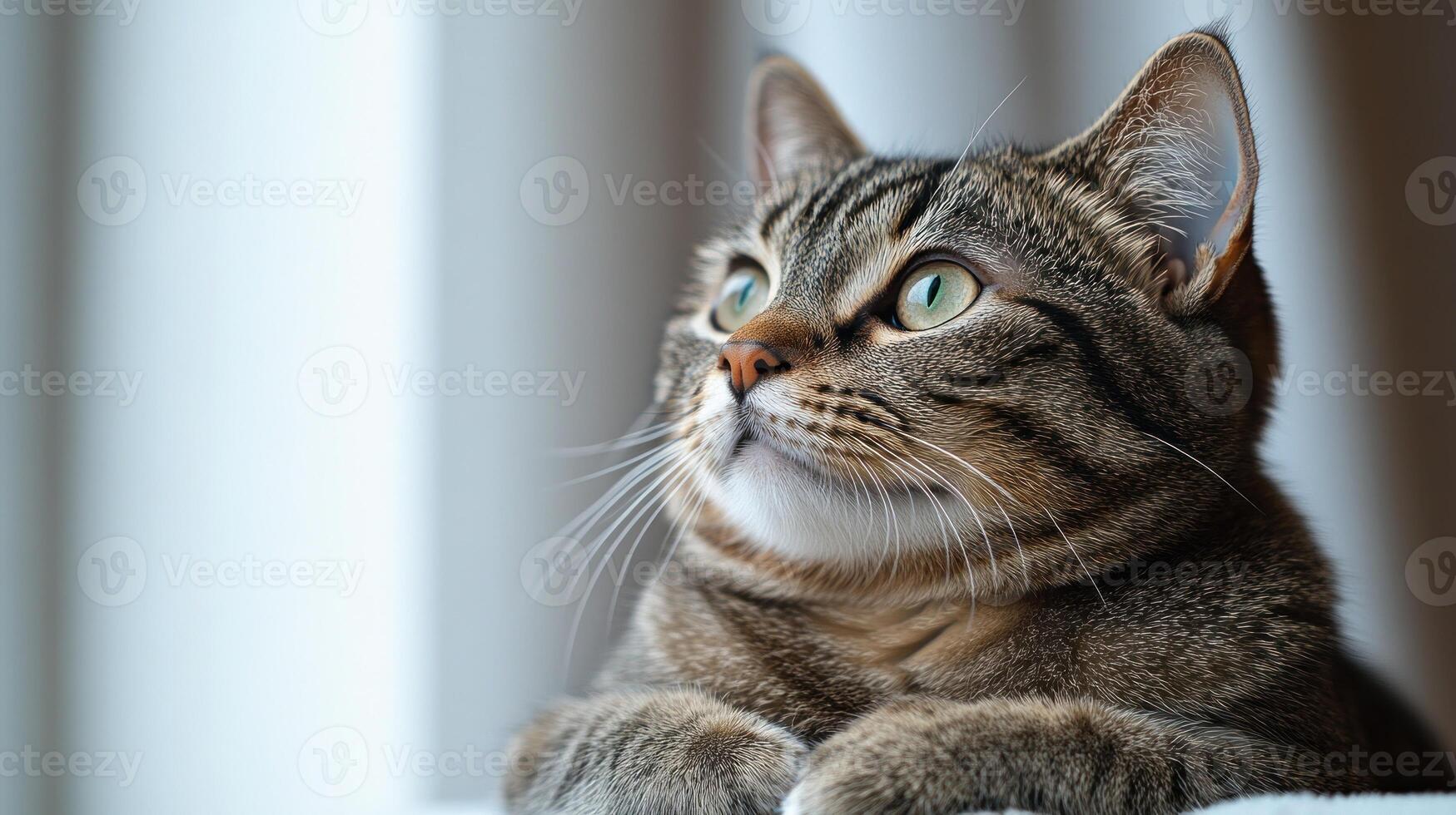 The tabby cat observes the outside world with keen interest during the sunny afternoon photo