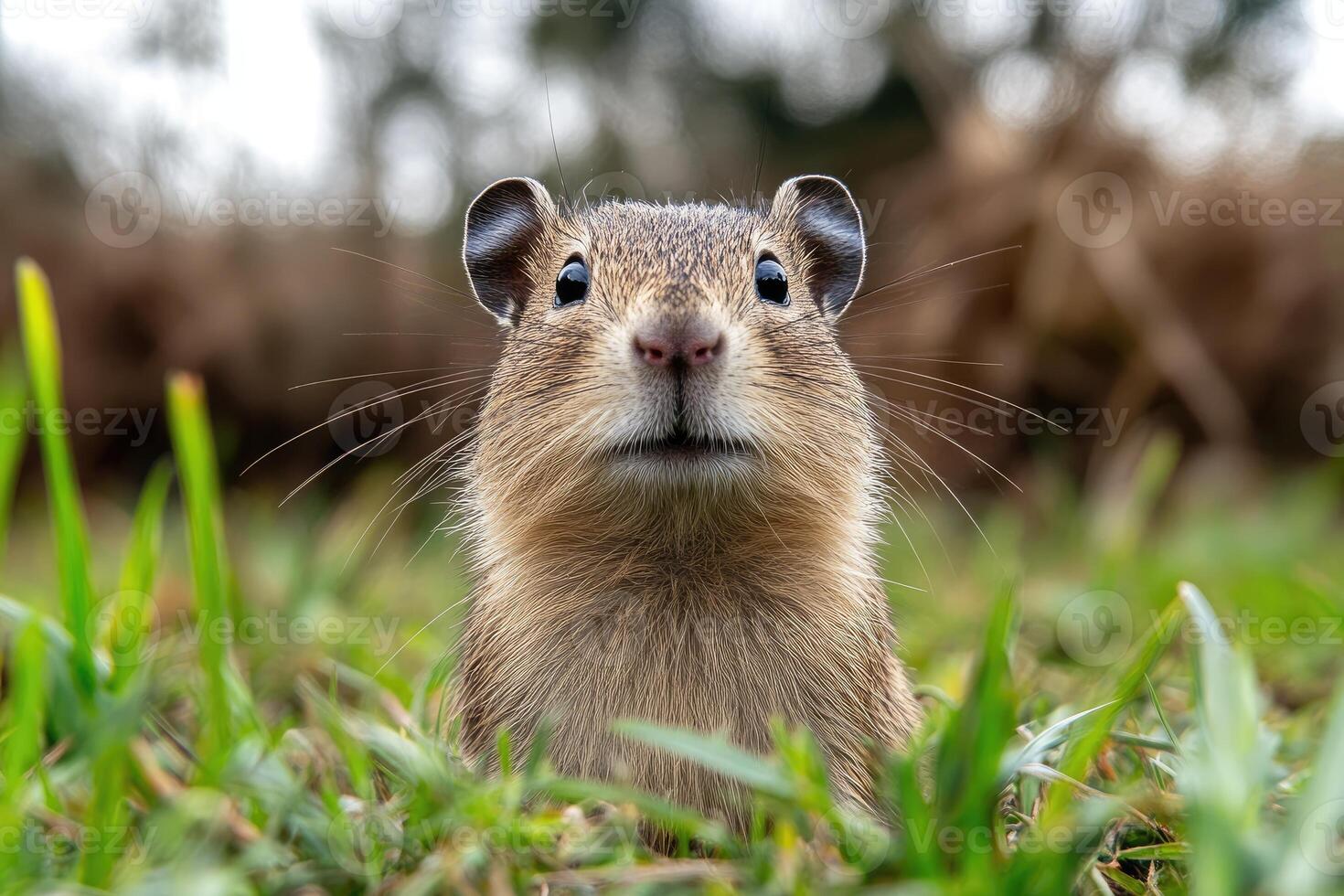 A Curious Rodent Peeking From Green Grass photo