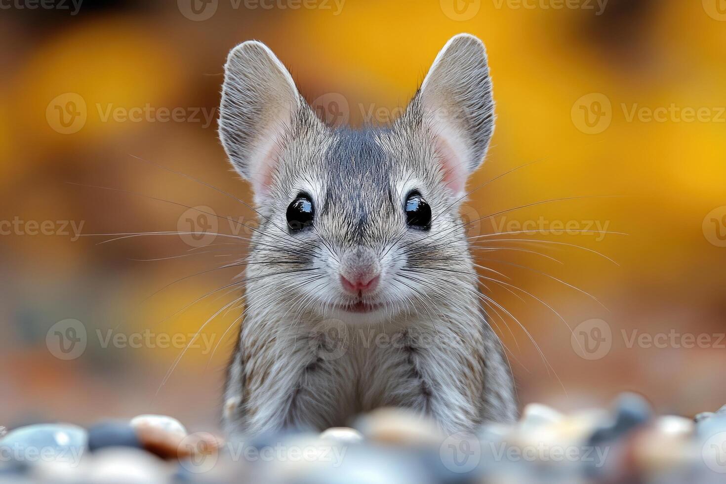 Adorable Gray Mouse Posing Against Autumn Background photo