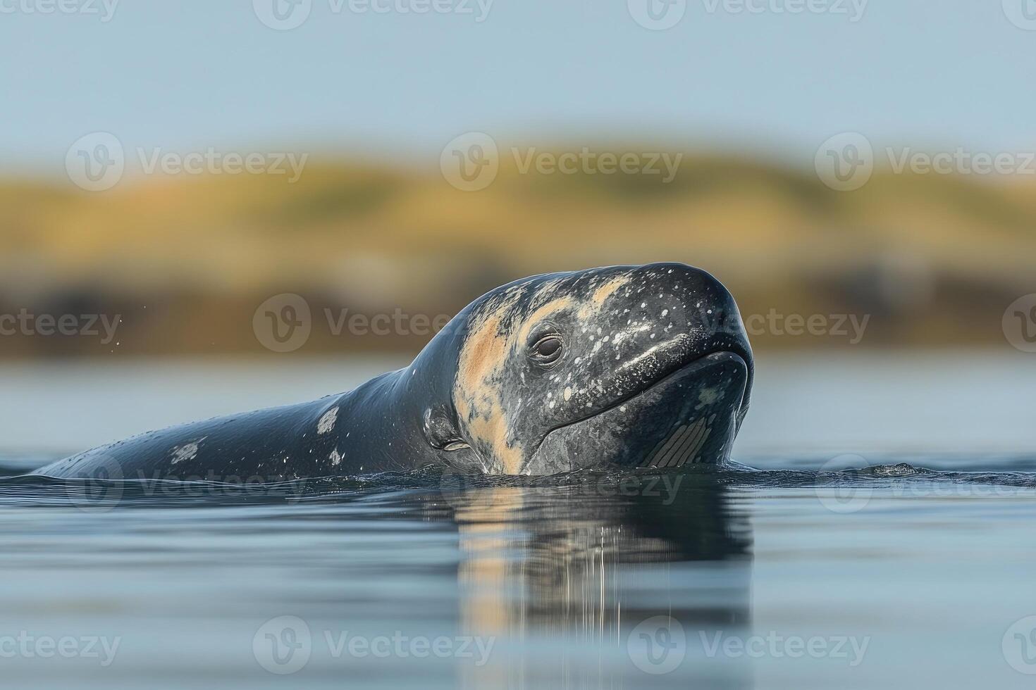 A Gray Whale Calf Surfaces In Calm Water photo
