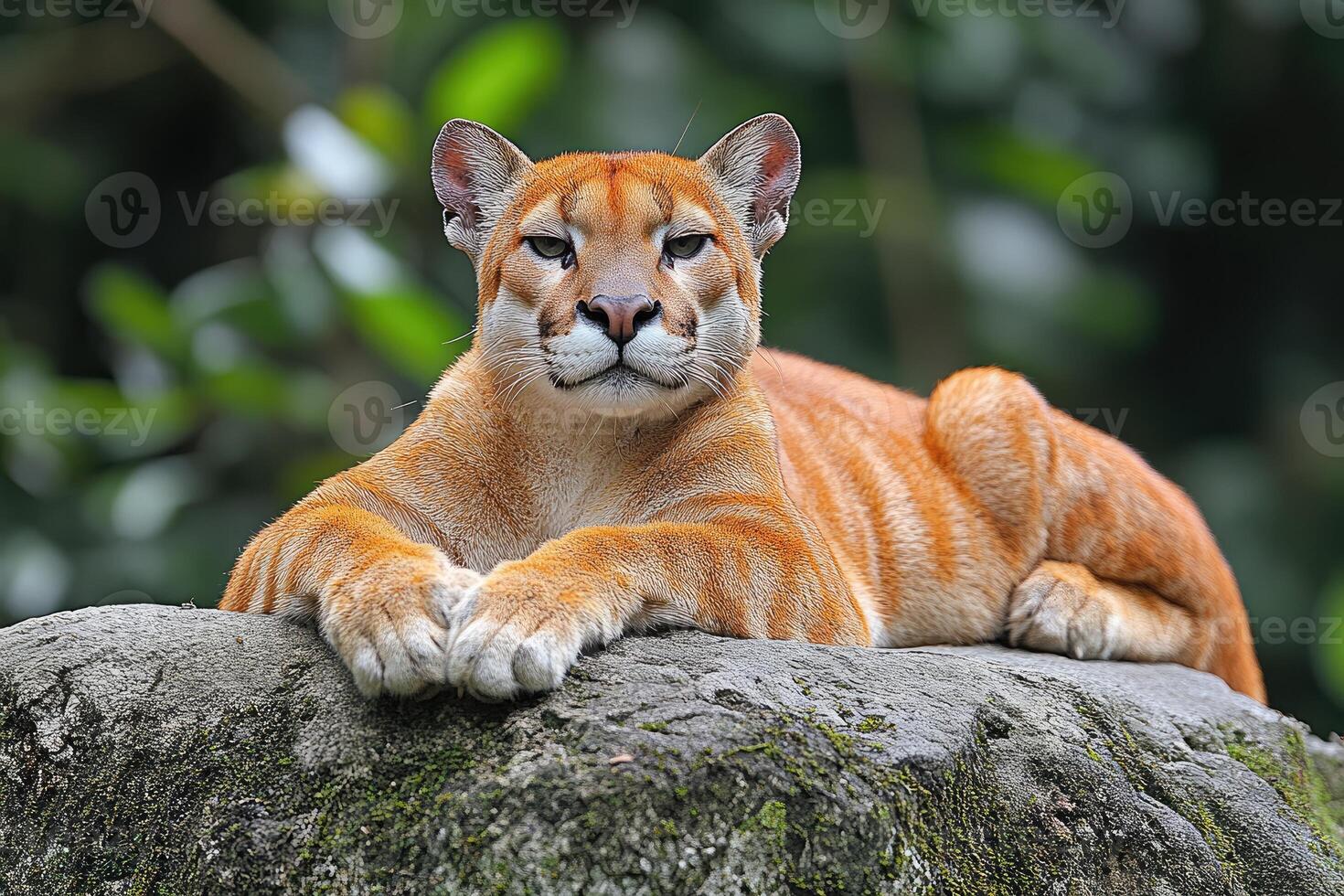 A Majestic Cougar Resting on a Mossy Rock photo