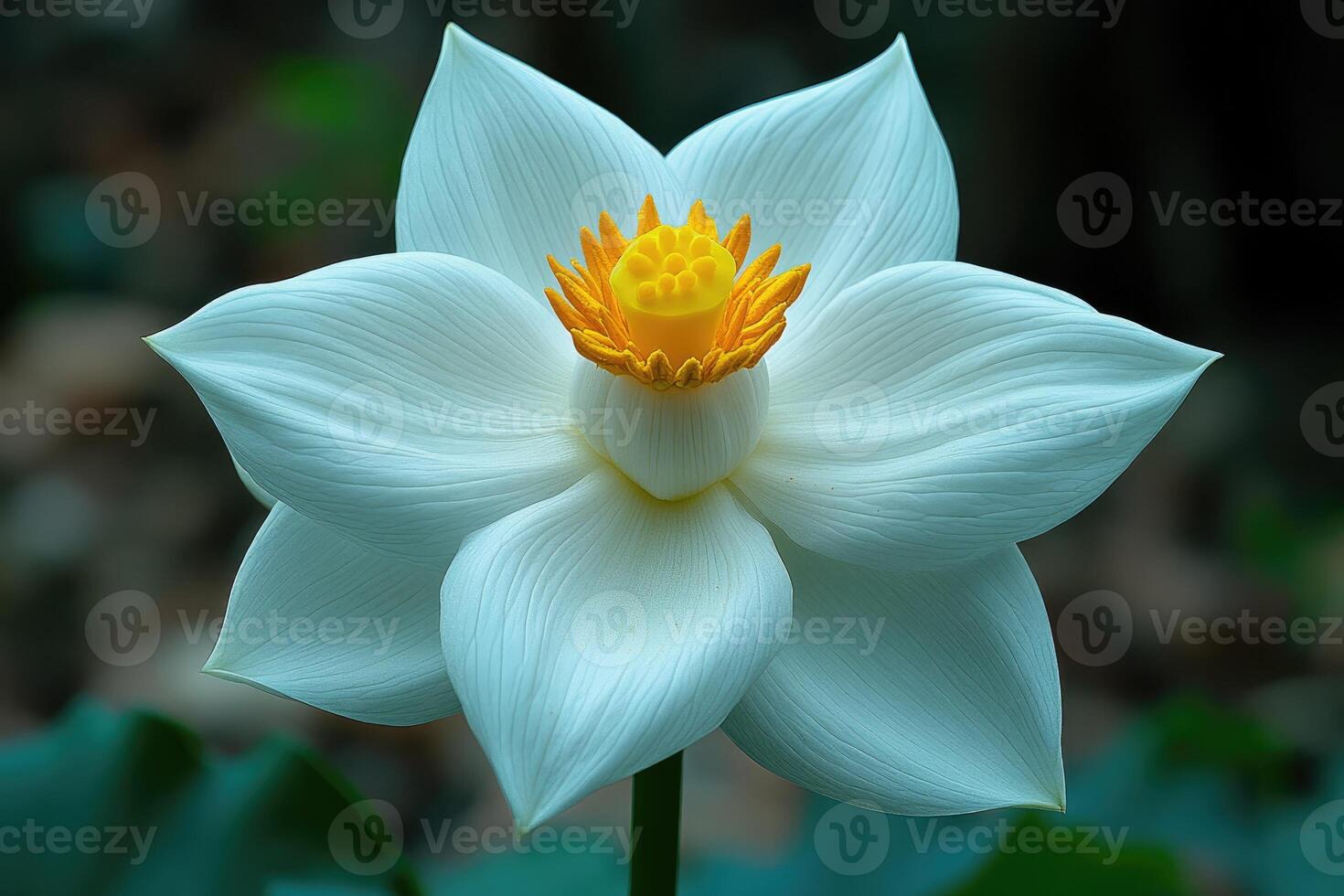 A Single White Lotus Flower Blooms Beautifully photo
