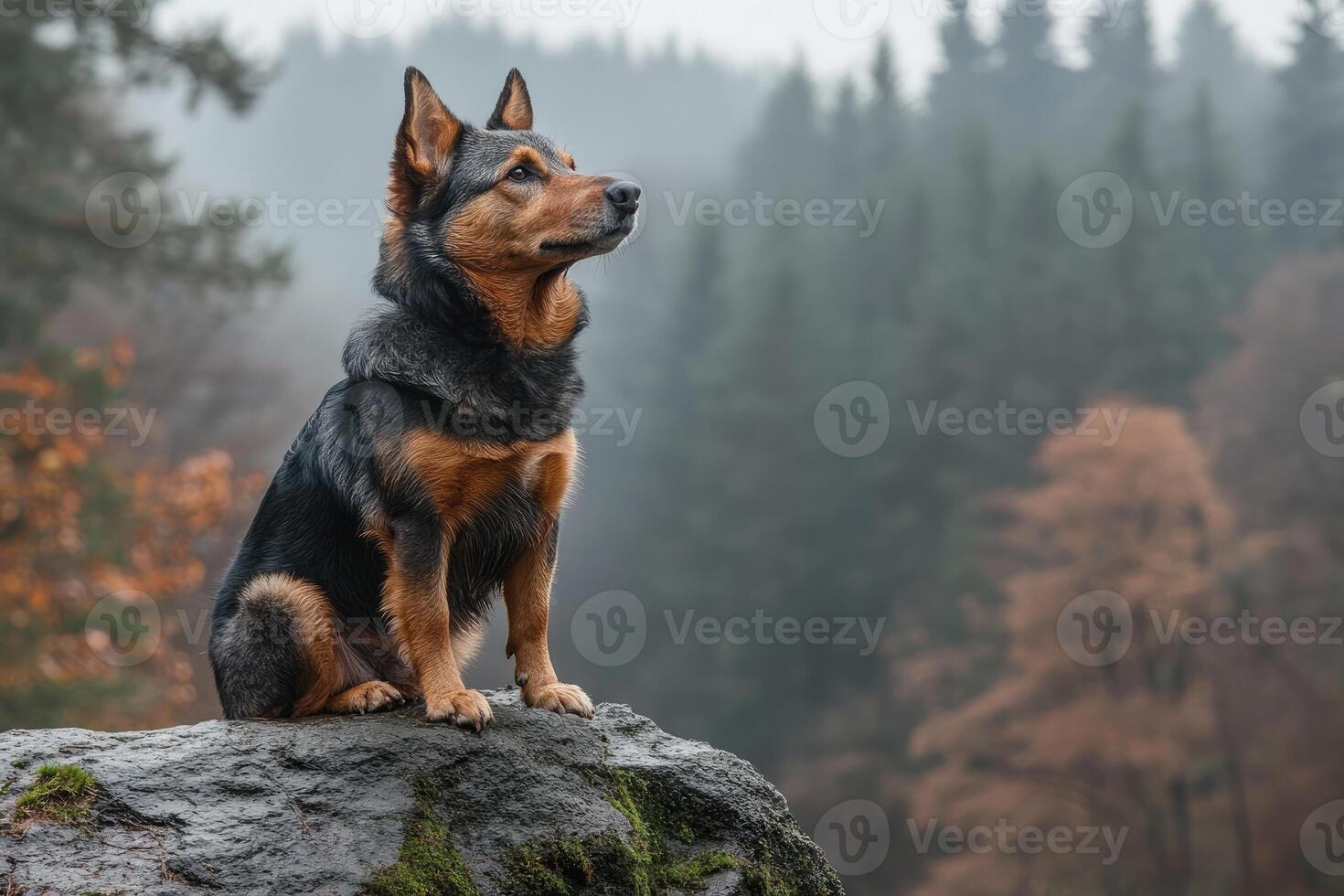 A Tricolor Dog Sits on a Rock in a Misty Forest photo