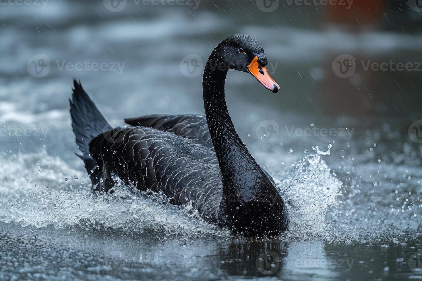 Black swan swimming in rain water splashing photo