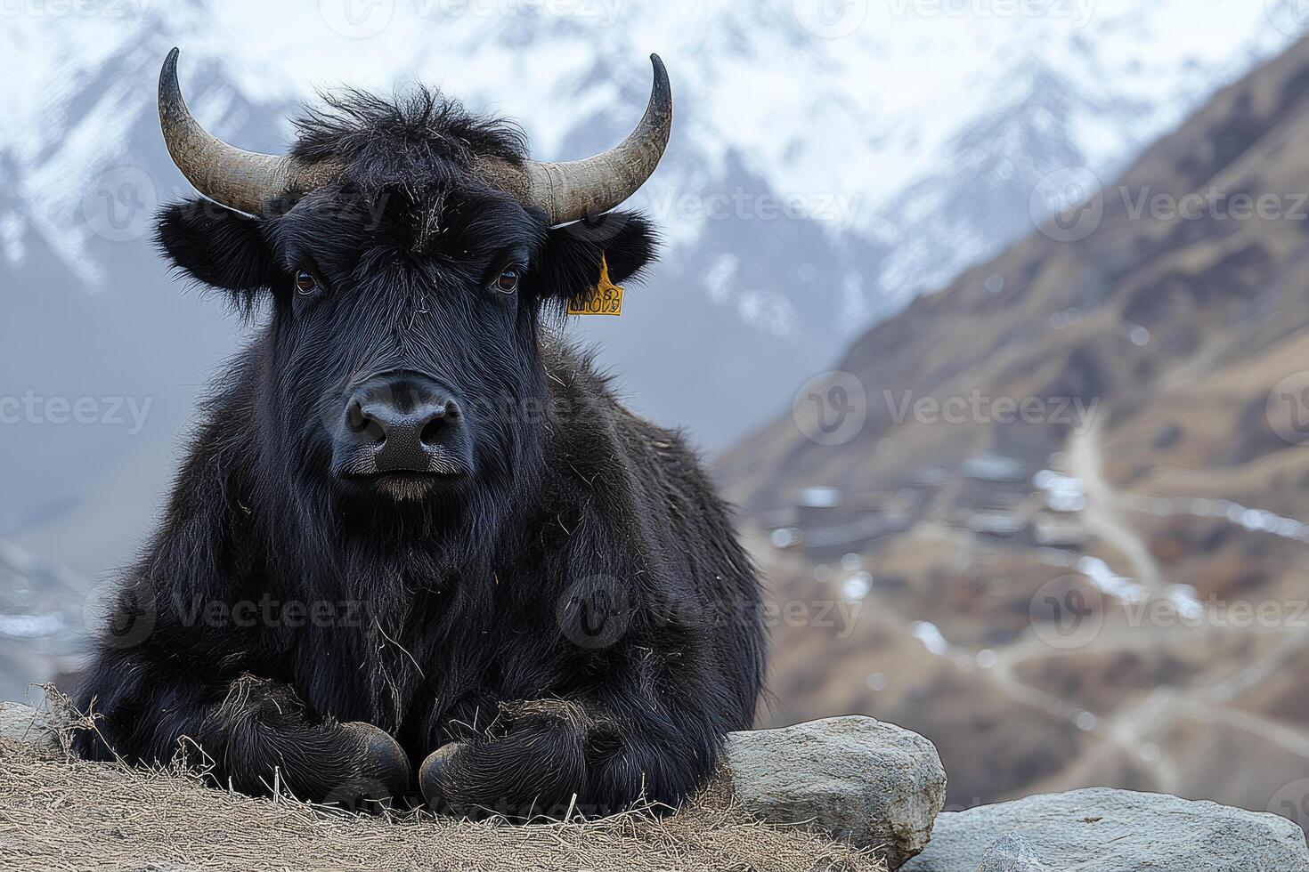 Black Yak Resting Against Mountain Background photo