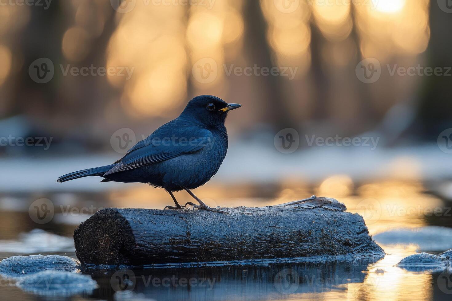 Bluebird Perched on Log at Golden Hour photo