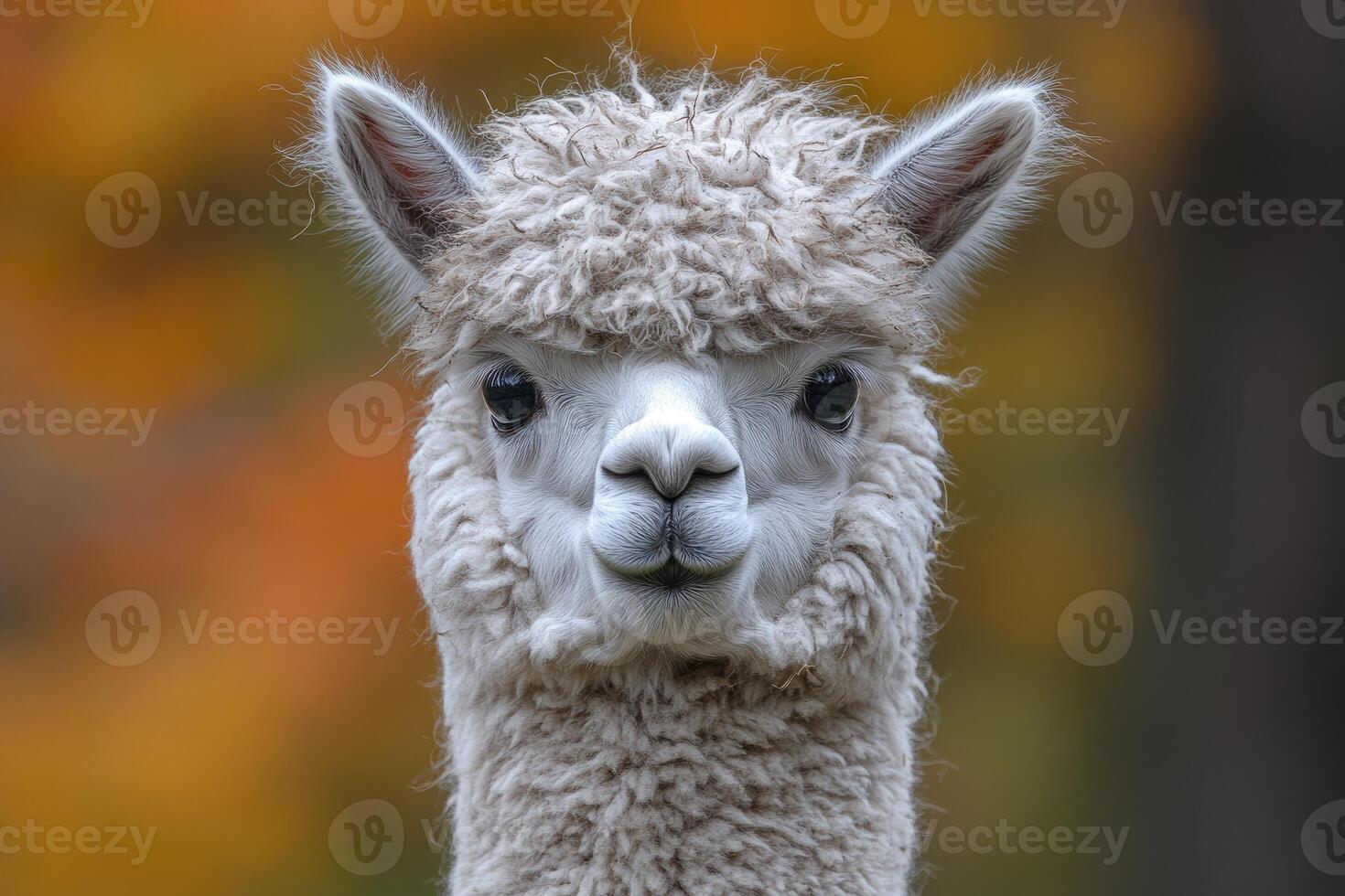 Fluffy White Alpaca Portrait Against Autumn Background photo