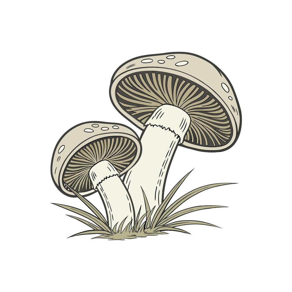 Wild Fungi Botanical Drawing of Mushrooms vector