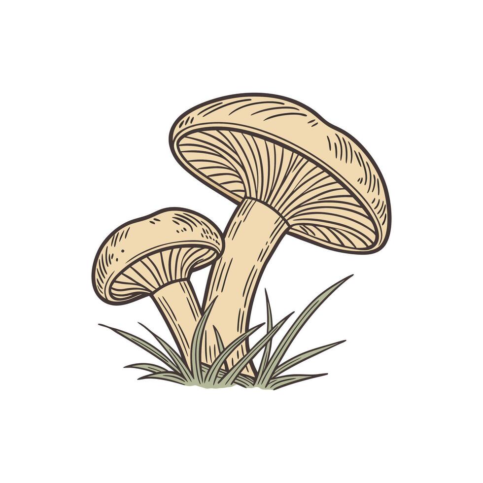 Botanical Study Intricate Mushroom Sketch vector