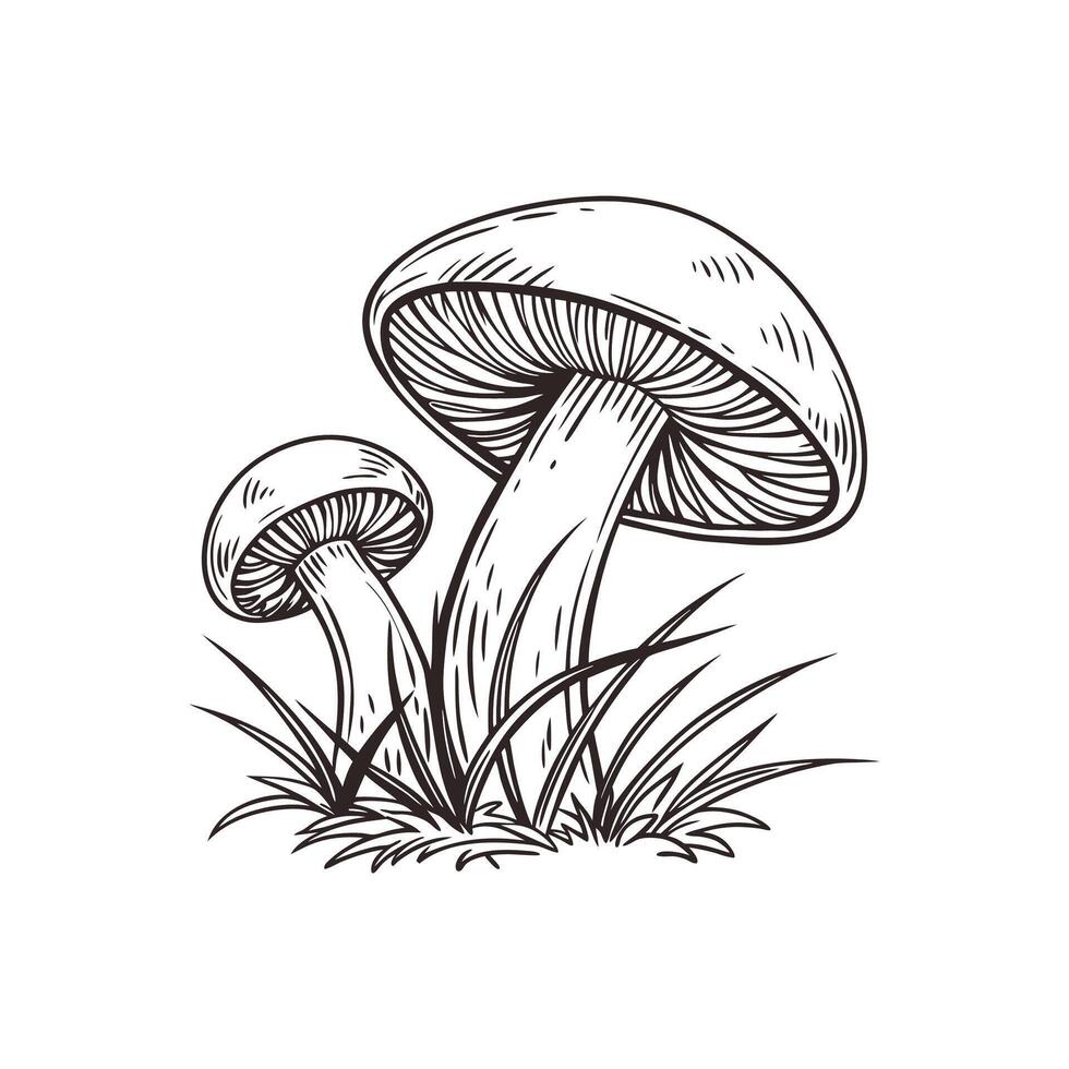 Fungi Forms Detailed Botanical Illustration vector