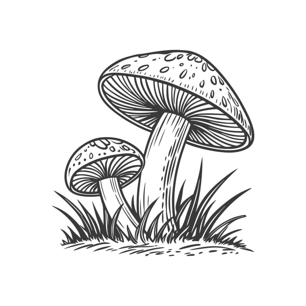 Forest Fungi A Botanical Drawing Collection vector