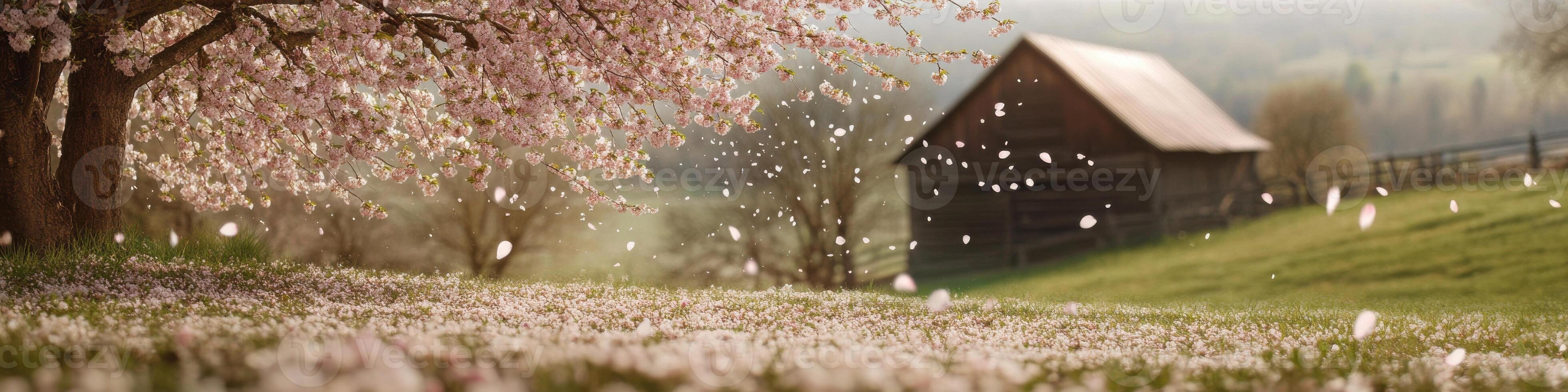 Blossoming cherry tree with falling petals near rustic barn in springtime photo
