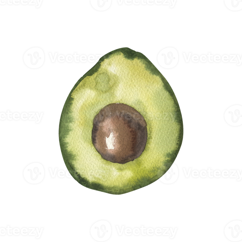 Green fresh avocado slice watercolor illustration. Hand drawn vegetable clipart, organic garden food for vegan, grocery shop label, logo design. Isolated round vegetarian eating object png
