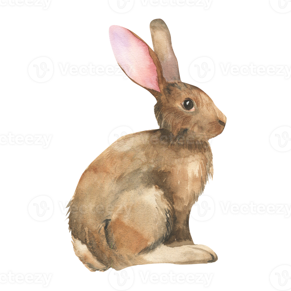 Easter bunny watercolor illustration. Hand drawn realistic brown rabbit, wild forest hare with long ears , animal clipart for book,greeting card, festive design png