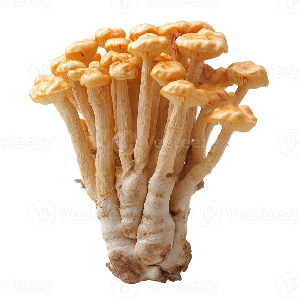 Cordyceps health mushroom isolated on transparent background png