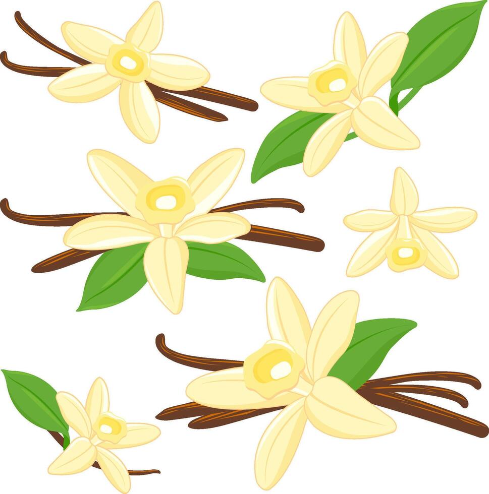 Vanilla flowers and sticks. Beautiful yellow vanilla flower pods and dry sticks. Natural aromatic flavor ingredient for food and sweets cooking. vector