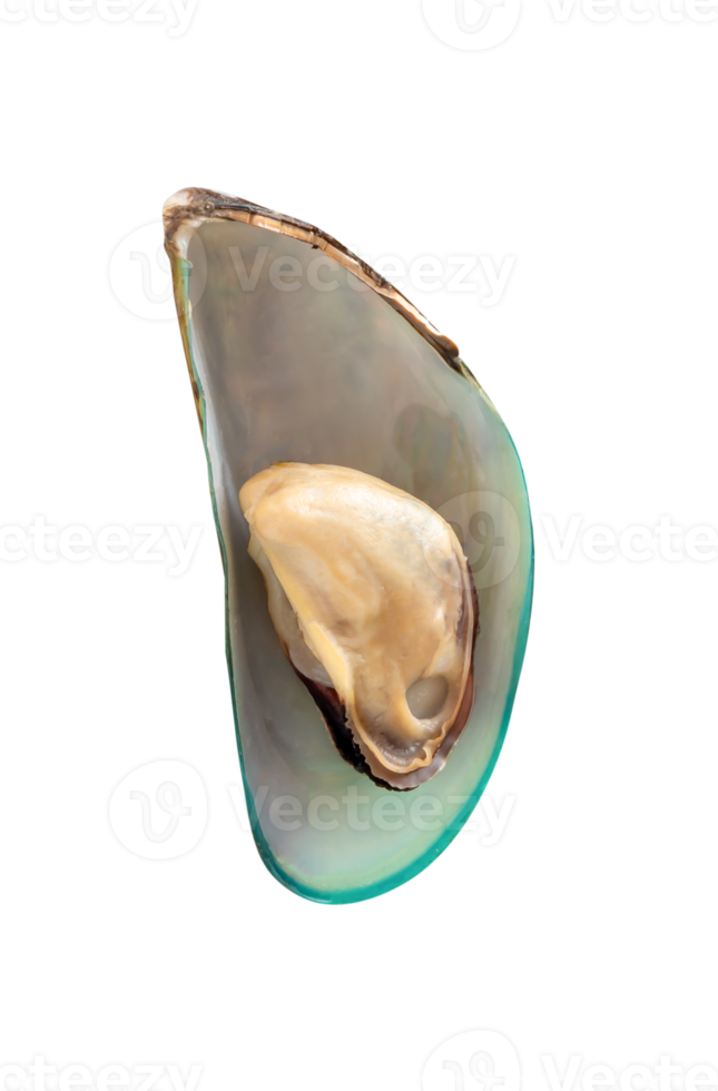 Single delicious cooked or steamed green mussels isolated with clipping path in file format png