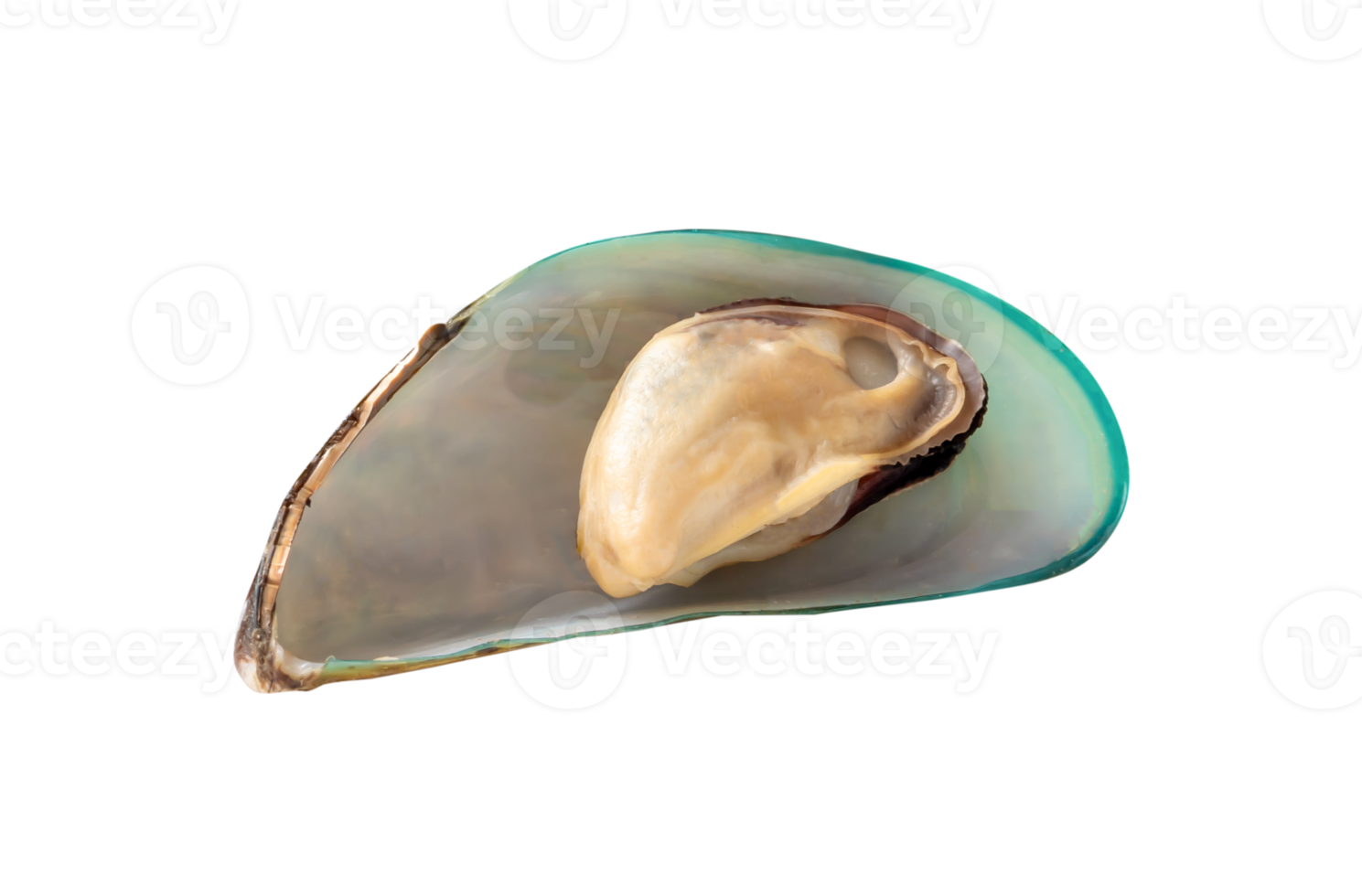 Single cooked or steamed green mussels isolated with clipping path in file format Top view photo png
