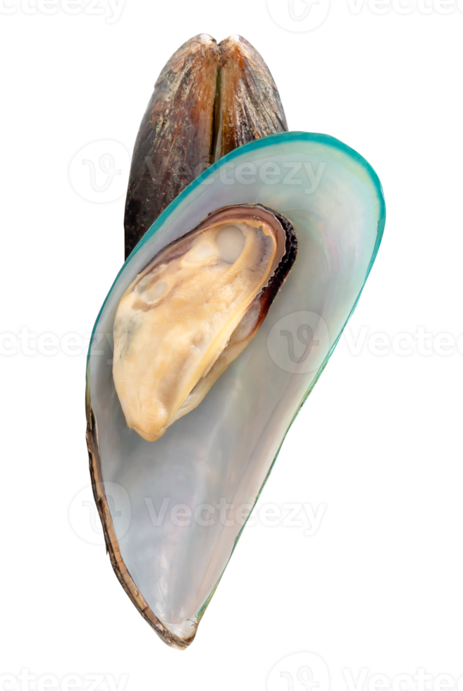 Two delicious cooked or steamed green mussels in stack isolated with clipping path in file format png