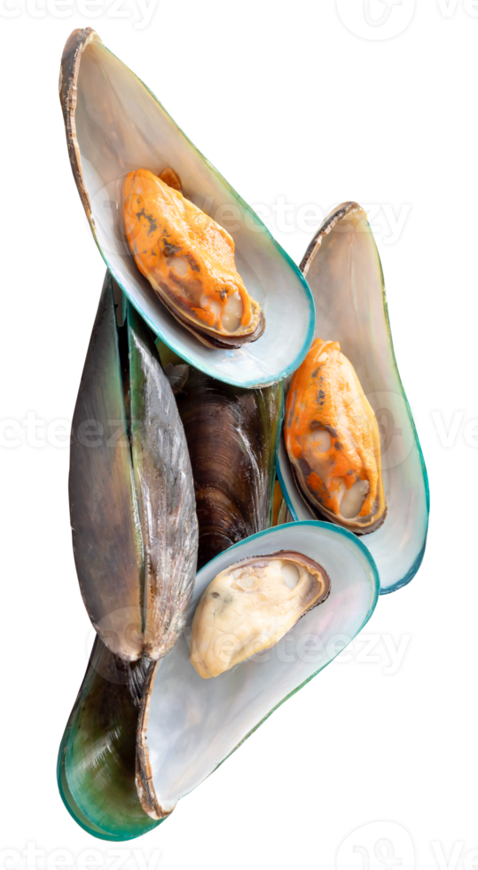 A group of delicious cooked or steamed green mussels in pile isolated with clipping path in file format png