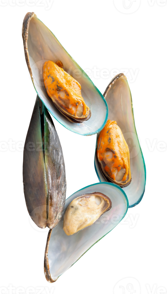 Four delicious cooked or steamed green mussels in stack isolated with clipping path in file format Top view of boiled mussels png