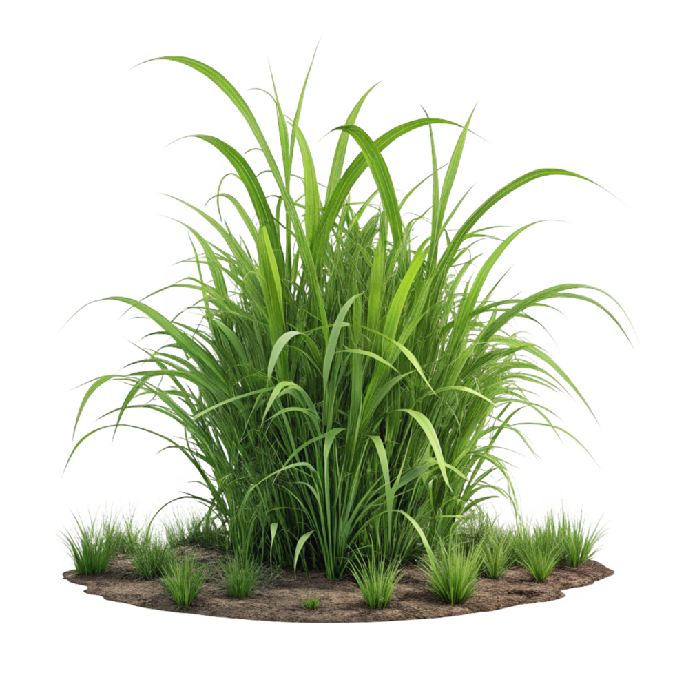 3d grass green isolated on transparent background png