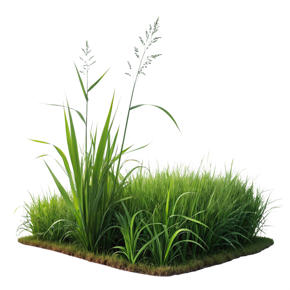 grass green isolated on transparent background png
