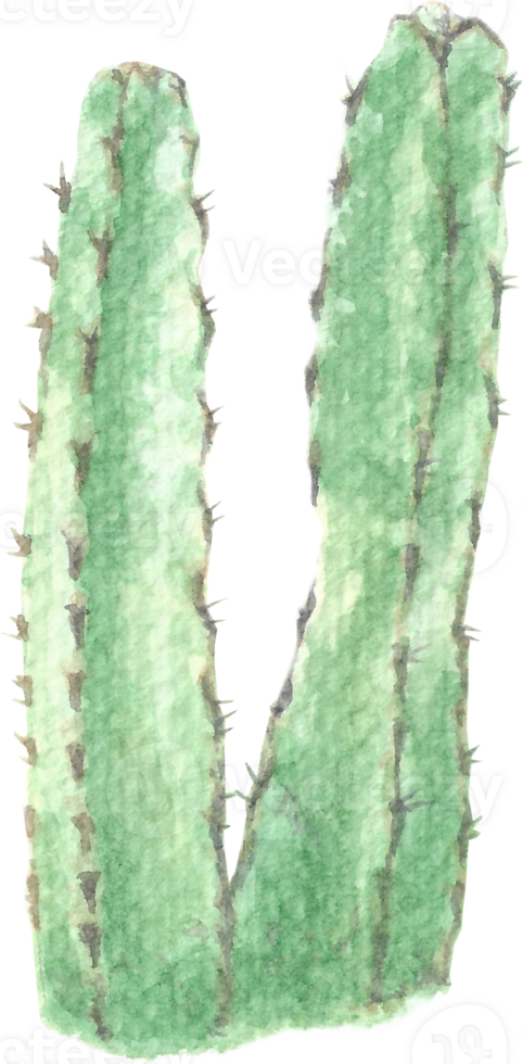Cactus of Two Stems that were drawn and painted by hand in watercolor fine art style png