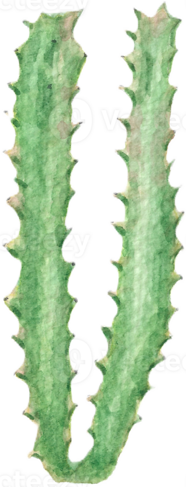 Cactus of Two Thin Stems that were drawn and painted by hand in watercolor fine art style png