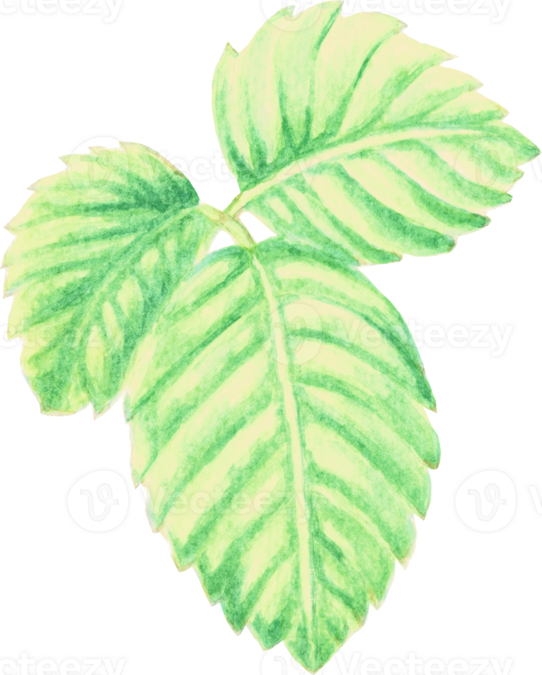 Three Leaves that was drawn and painted by hand in watercolor fine art style png